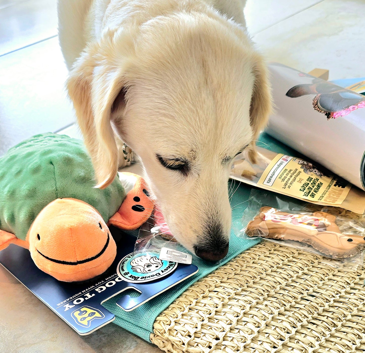 The Ultimate Doxie Monthly Subscription Box